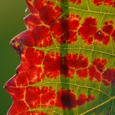 Spaetburgunder Blatt Gegenlicht 3